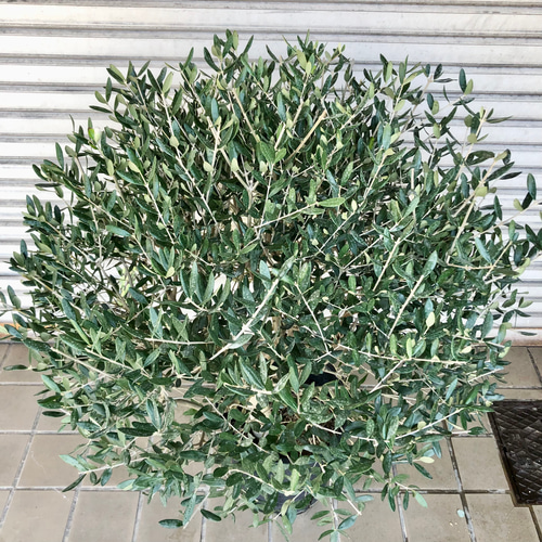 はなはな　最高級樹形　幹極太　Souju オリーブ　【ピクアル】 10号 はなはな 最高級樹形 幹極太 Souju オリーブ 【ピクアル】 10号