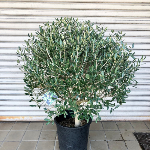 特大 盆栽樹形 オリーブの木 souju ルッカ 10号 その他インテリア雑貨