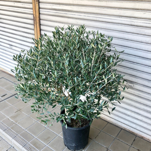特大 盆栽樹形 オリーブの木 souju ルッカ 10号 その他インテリア雑貨