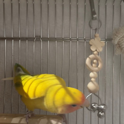 安全で安心《お花の ちびすずりんりん》✩.*˚鳥 インコ おもちゃ 5枚目の画像