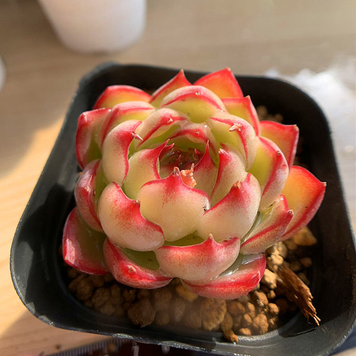 573.多肉植物 寄せ植え エケベリア属 ソウル美尼（単） 美苗 抜き苗
