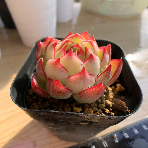 573.多肉植物 寄せ植え エケベリア属 ソウル美尼（単） 美苗 抜き苗