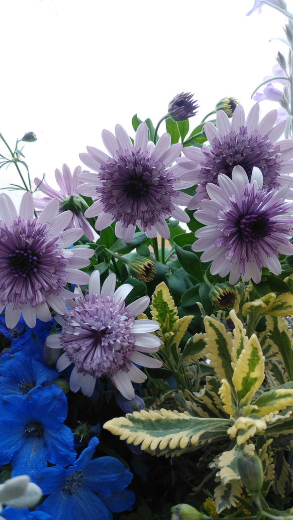 春の花苗セット　⑩**＊* 3枚目の画像