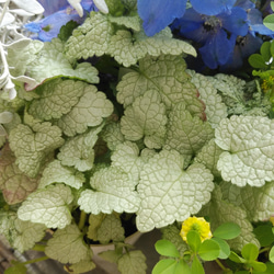 春の花苗セット　⑩**＊* 8枚目の画像