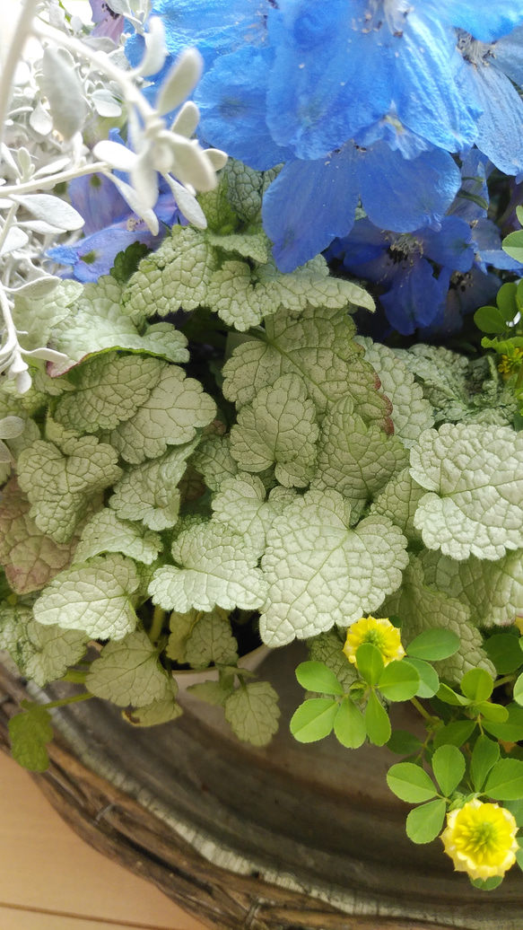 春の花苗セット　⑩**＊* 8枚目の画像