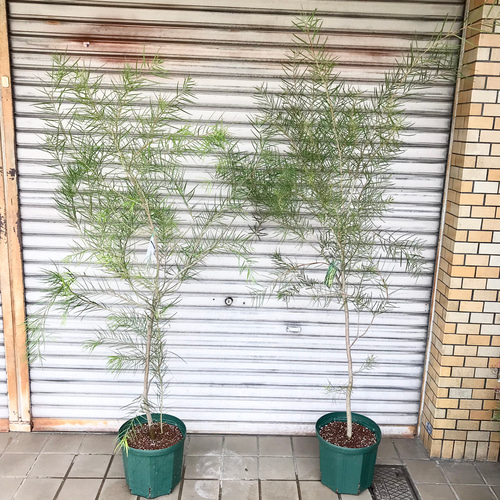 ドライ用アカシア フロリバンダ 30cm 8本 美形。アカシア