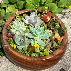 作成済み現物！1点限り❤︎サラダボウル多肉植物寄せ植え❤︎そのまま