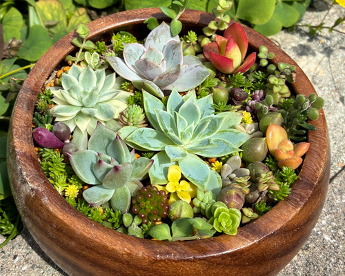 作成済み❤︎現物！1点限り❤︎サラダボウル多肉植物寄せ植え