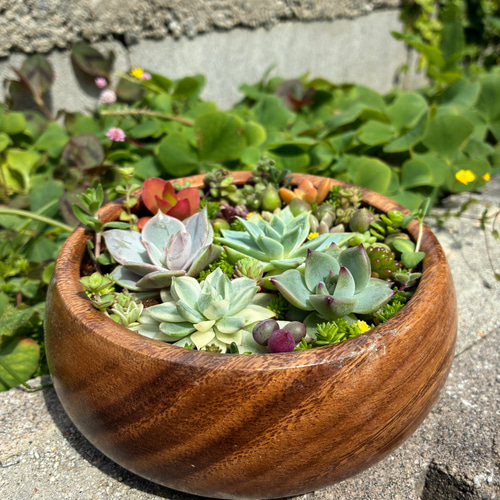 作成済み現物！1点限り❤︎サラダボウル多肉植物寄せ植え❤︎そのまま