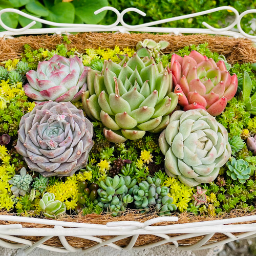 ワイヤーカゴ◇多肉寄せ植え 少し横長のワイヤーバスケット 多肉植物