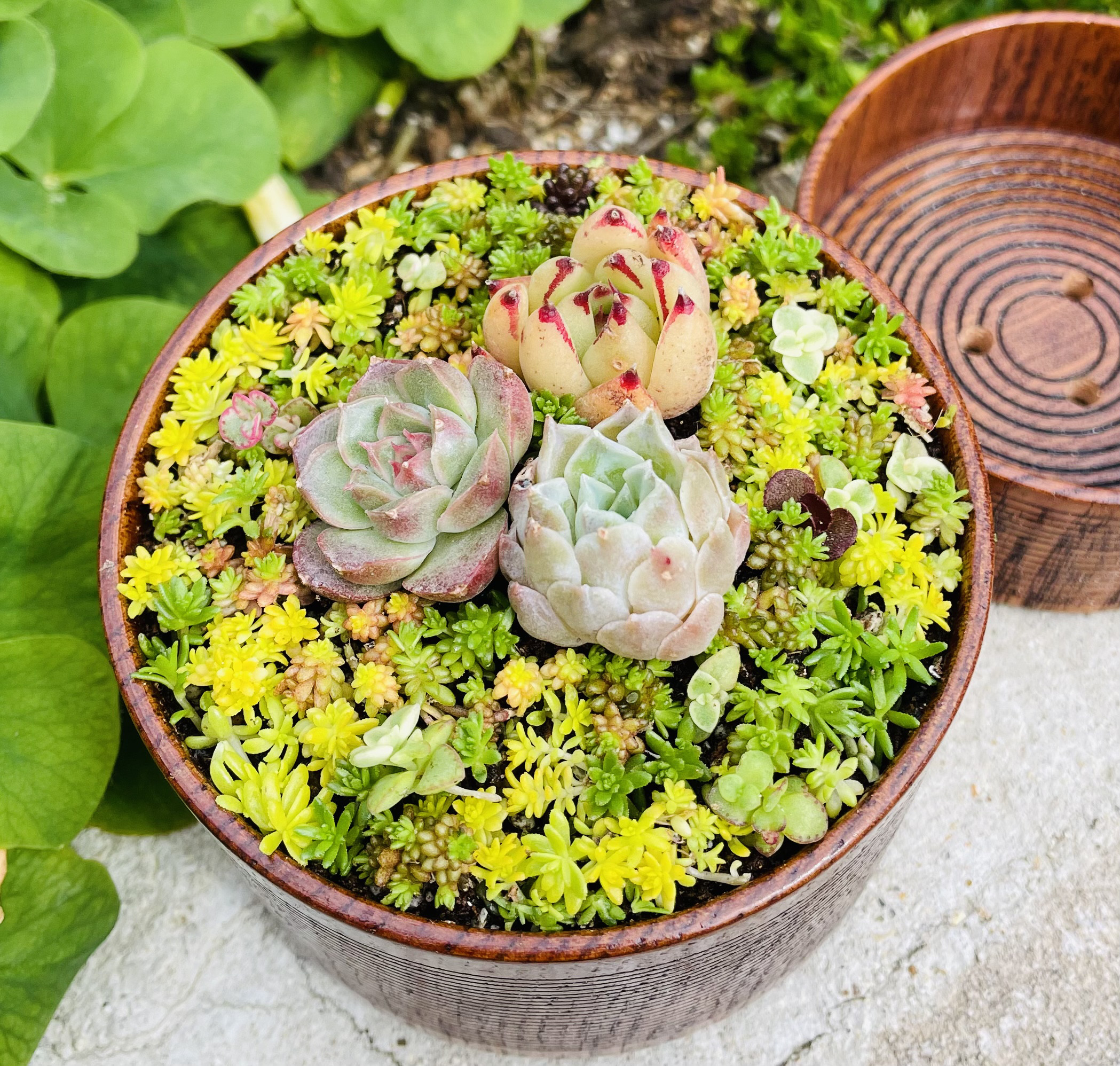 27）❤︎うるし漆器と多肉植物パック❤︎寄せ植え作りませんか