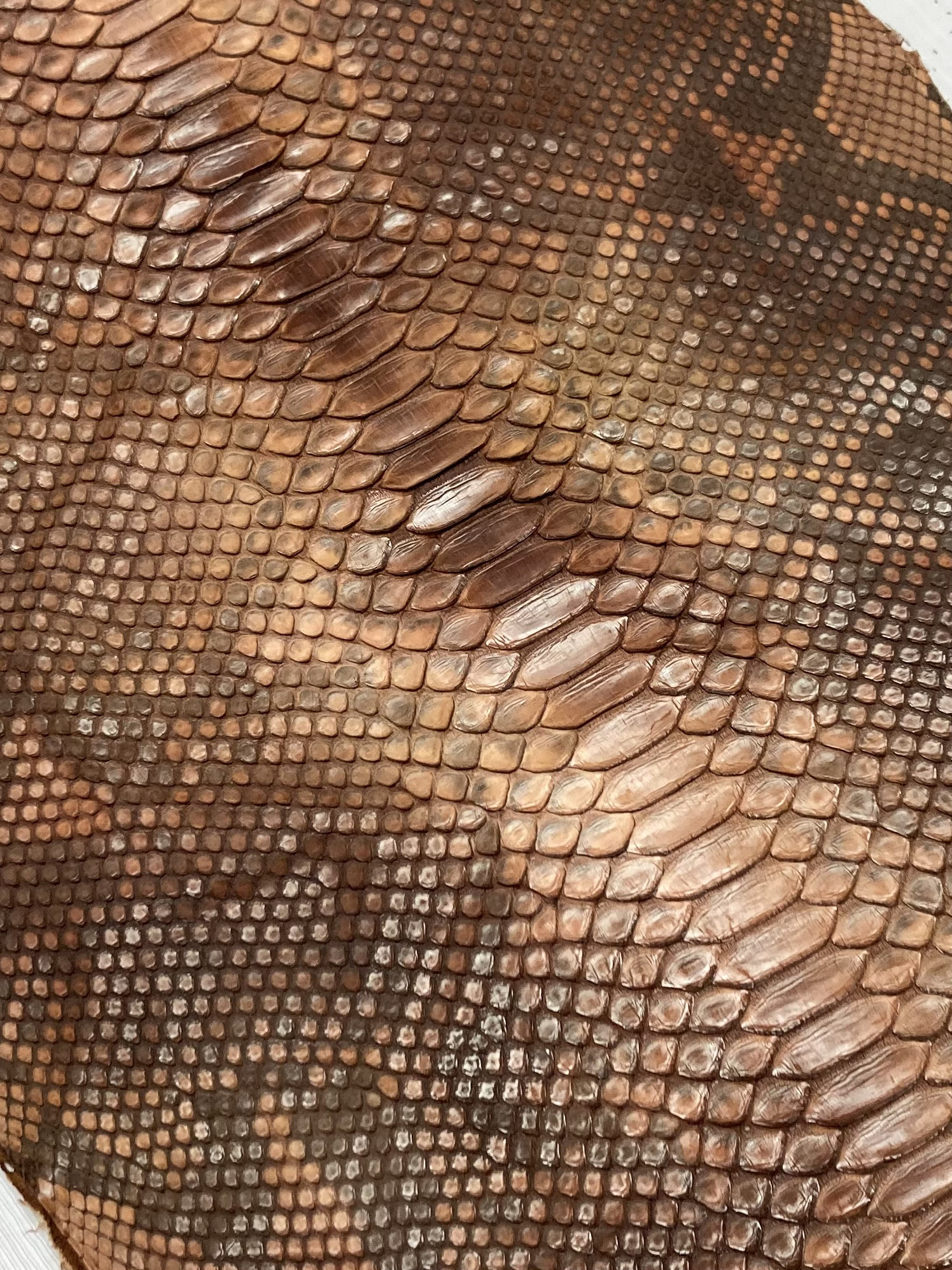 ★限定品★パイソン　ヘビ革　ブラウン系ムラ染　一枚革_P61