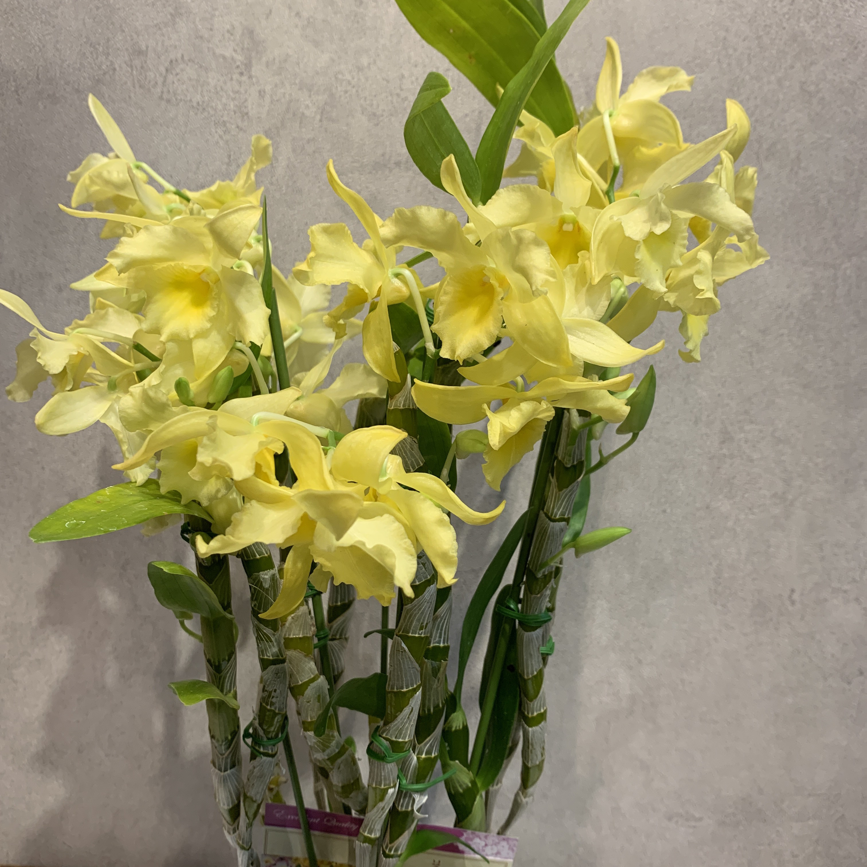 デンドロビウム 【タグ付き未使用品】Dendrobium イエローフレアスカート