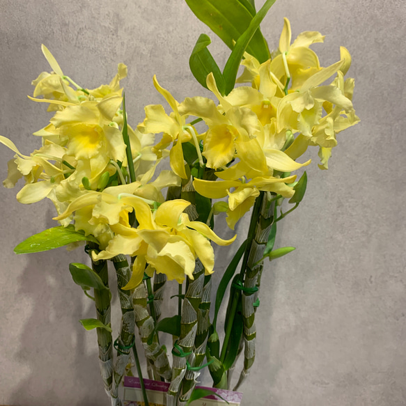 bonbonero 黄 イエロー bonbonero 黄 イエロー bonbonero 黄 イエロー bonbonero 黄 イエロー