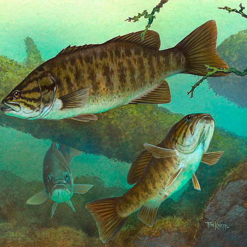 ブラックバス 絵画 ドライ Tシャツ ルアー釣り グッズ フィッシング