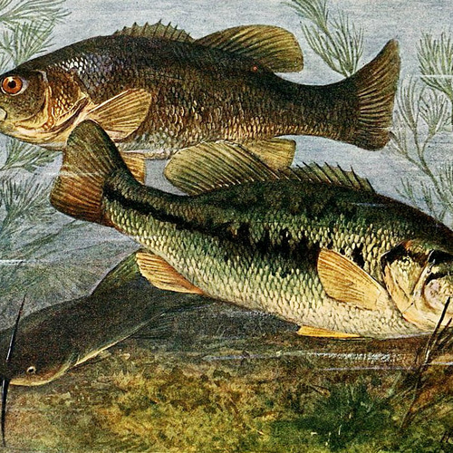 ブラックバス 絵画 ドライ Tシャツ 2 ルアー釣り グッズ フィッシング