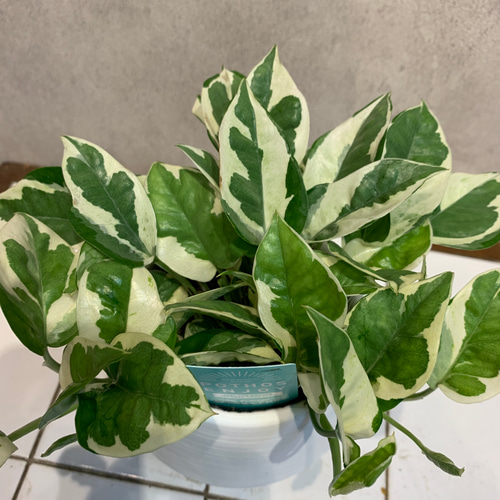 希少❗️ポトス❤️エンジョイ 斑入り 4号鉢 多肉植物 Garden_couleur 