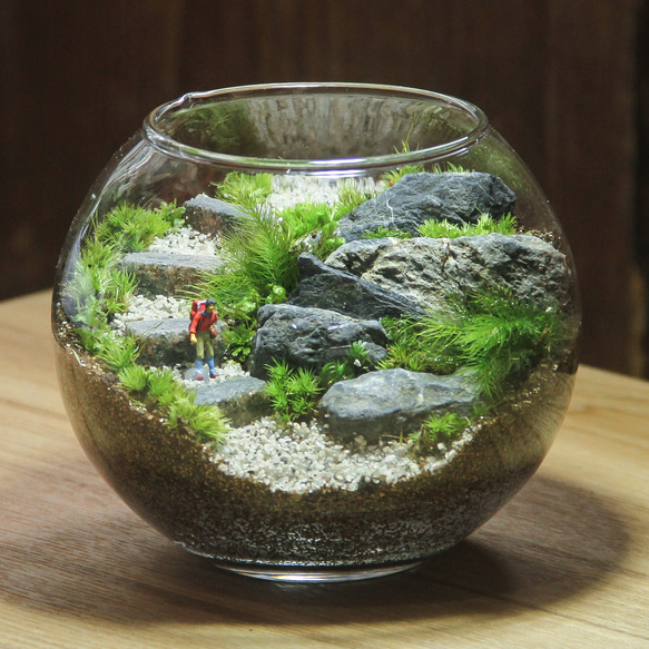 ハイカー_階段風景 ボウルLL《苔テラリウム・コケリウム》 テラリウム