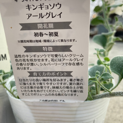 オシャレな這性宿根金魚草♪アールグレイ♪ガーデニング♪庭植え 4枚目の画像