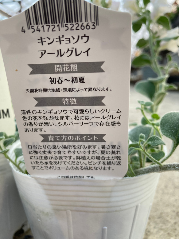 オシャレな這性宿根金魚草♪アールグレイ♪ガーデニング♪庭植え 4枚目の画像