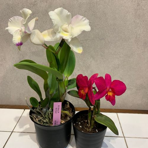 現品のみ❗️ミニカトレア❤️2色セット 3号鉢 多肉植物