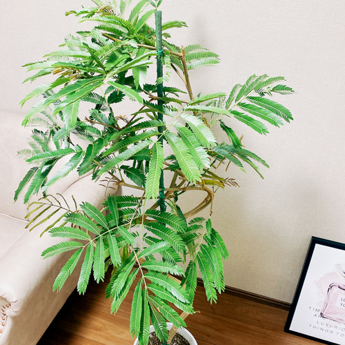 ［現品］1番　エバーフレッシュ　曲がり　8号　観葉植物　室内　大型　人気 現品］1番 エバーフレッシュ 曲がり 8号 観葉植物 室内 大型