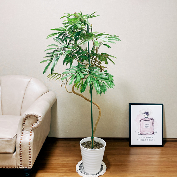 ［現品］1番　エバーフレッシュ　曲がり　8号　観葉植物　室内　大型　人気 現品］1番 エバーフレッシュ 曲がり 8号 観葉植物 室内 大型