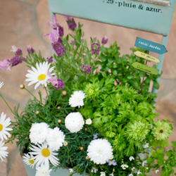 爽やかなマーガレット　ラベンダー　ブルーデージー　ヒナソウ　寄せ植え　毎年咲いてくれる　お花たち　モリンバ　椅子型ポット 2枚目の画像