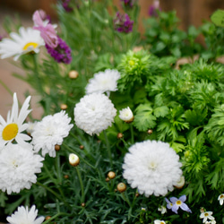 爽やかなマーガレット　ラベンダー　ブルーデージー　ヒナソウ　寄せ植え　毎年咲いてくれる　お花たち　モリンバ　椅子型ポット 5枚目の画像
