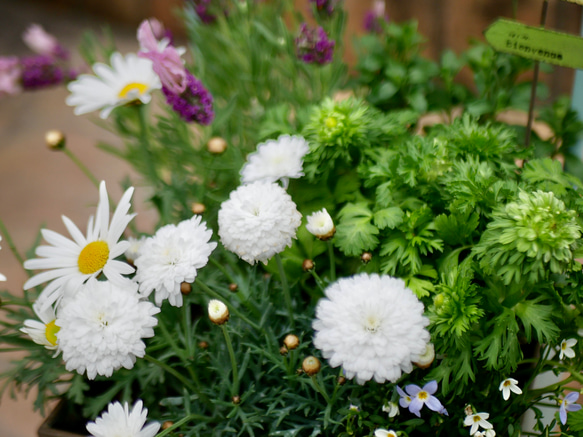 爽やかなマーガレット　ラベンダー　ブルーデージー　ヒナソウ　寄せ植え　毎年咲いてくれる　お花たち　モリンバ　椅子型ポット 5枚目の画像