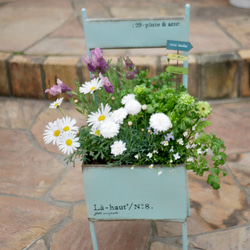 爽やかなマーガレット　ラベンダー　ブルーデージー　ヒナソウ　寄せ植え　毎年咲いてくれる　お花たち　モリンバ　椅子型ポット 1枚目の画像