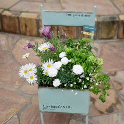 爽やかなマーガレット　ラベンダー　ブルーデージー　ヒナソウ　寄せ植え　毎年咲いてくれる　お花たち　モリンバ　椅子型ポット 3枚目の画像