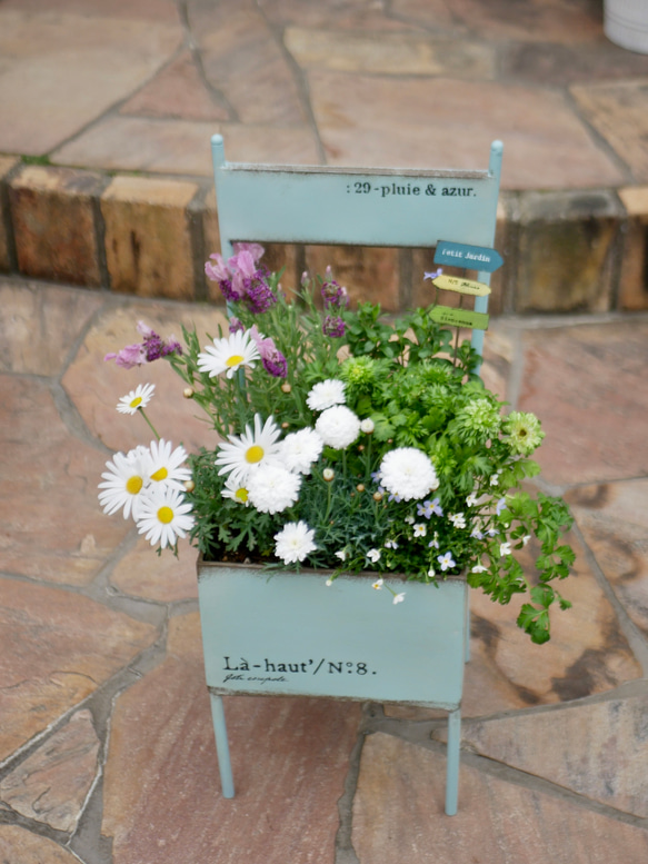 爽やかなマーガレット　ラベンダー　ブルーデージー　ヒナソウ　寄せ植え　毎年咲いてくれる　お花たち　モリンバ　椅子型ポット 3枚目の画像