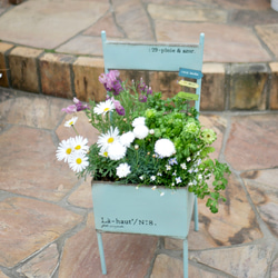 爽やかなマーガレット　ラベンダー　ブルーデージー　ヒナソウ　寄せ植え　毎年咲いてくれる　お花たち　モリンバ　椅子型ポット 8枚目の画像