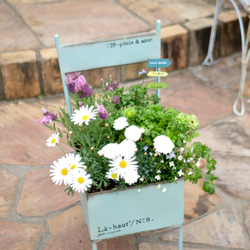 爽やかなマーガレット　ラベンダー　ブルーデージー　ヒナソウ　寄せ植え　毎年咲いてくれる　お花たち　モリンバ　椅子型ポット 6枚目の画像