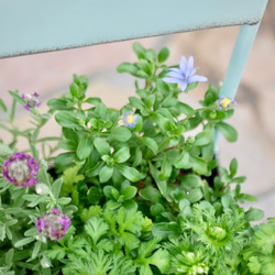 爽やかなマーガレット　ラベンダー　ブルーデージー　ヒナソウ　寄せ植え　毎年咲いてくれる　お花たち　モリンバ　椅子型ポット 7枚目の画像