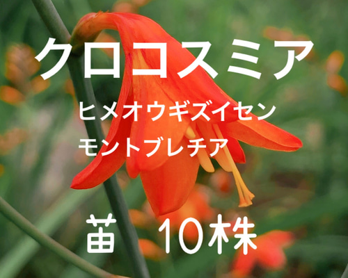 モントブレチア ヒメヒオウギズイセン (クロコスミア) 無選別球根 モントブレチア ヒメヒオウギズイセン 苗 10株 ＊ クロコスミア 姫檜扇
