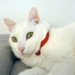 猫の首輪　トリミングブレード　ビバーチェ　サルビア 8枚目の画像