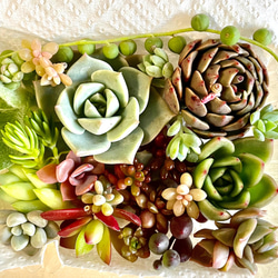 多肉植物 朧月 カット苗10個 多肉植物 pekipeki 通販 16796161