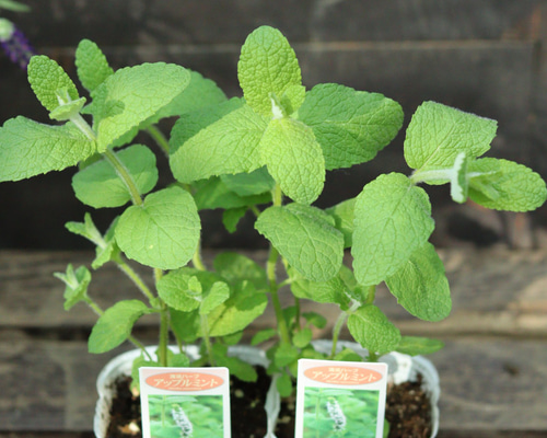 フレンチブルドッグ様確認用 無農薬 アップルミント苗 楽天市場