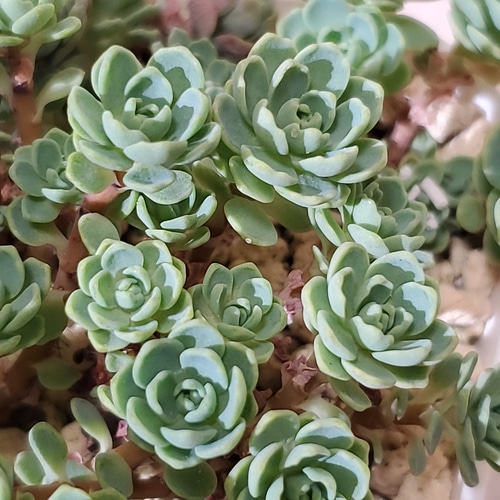 多肉植物 寄せ植え エケベリア・セダム 多肉植物 セダム 寄せ植えセット 速達付き - メルカリ