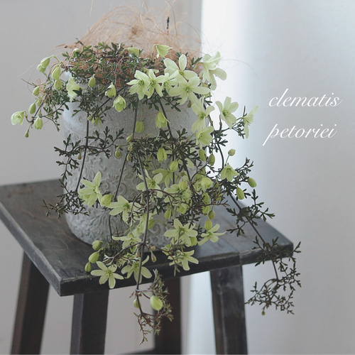 ハッピーマニー様♡オーダー用 【公式通販】