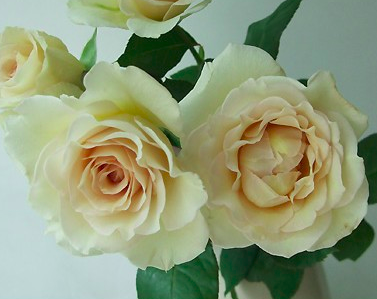 Tapi」 切り花品種バラ苗 レアバラ 2点 Tapi 」 切り花品種バラ苗