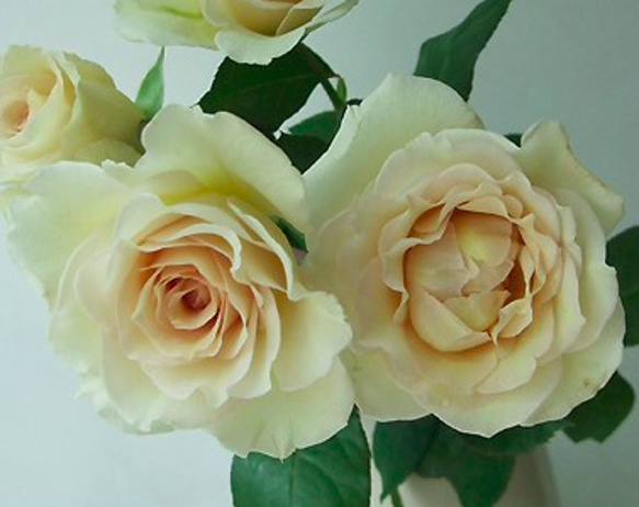 レア‼️切り花品種 薔薇 レア切花品種・薔薇☆上品すぎるほど優しい色と香りのバラ（沙紗