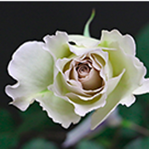 レア切花品種・薔薇☆上品すぎるほど優しい色と香りのバラ（沙紗）☆5