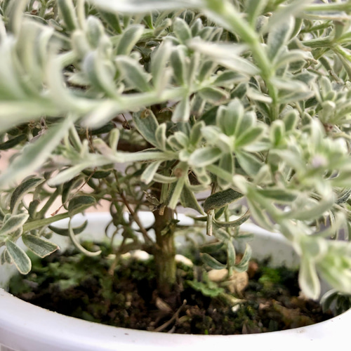 斑入り ウエストリンギア スモーキー ホワイト 4号 その他インテリア