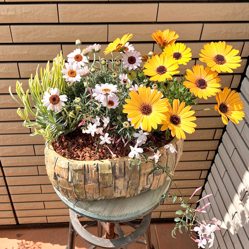 オシャレな陶器鉢に黄色のオステオスペルマムの寄せ植え♪ アート