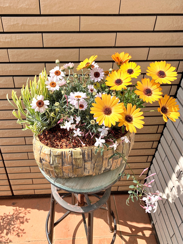 オシャレな陶器鉢に黄色のオステオスペルマムの寄せ植え♪ アート
