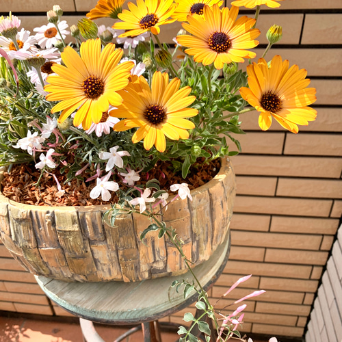 オシャレな陶器鉢に黄色のオステオスペルマムの寄せ植え♪ アート