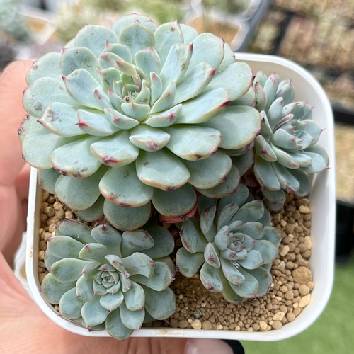 SOLD ブルーミニマ 群生 厳選韓国苗 名前付き 多肉植物 〜Green〜多肉